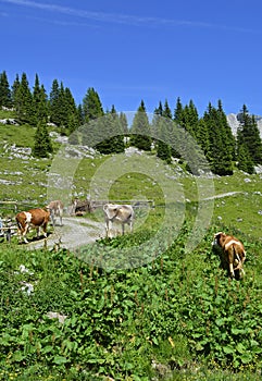 Cows Near Cason di Lanza photo