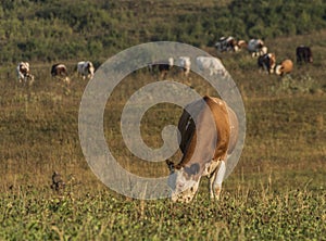 Krávy u obce Likavka v létě ráno