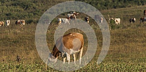 Cows near Likavka village in summer morning