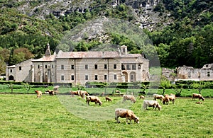 Cows near the Monastery of St. Mary, Spain