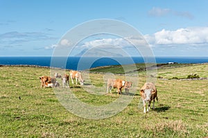 Cows near Ponta Delgada on the island of Flores in the Azores, Portugal