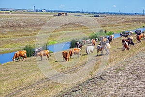 Cows near river