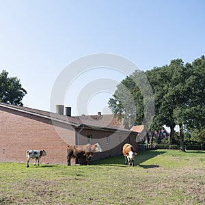 Cows near typical red brick farm between Lingen and Rheine in lower saxony