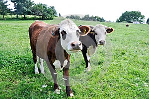 Cows in New Zealand photo