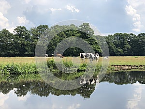 Cows next to the Beneden Regge river photo