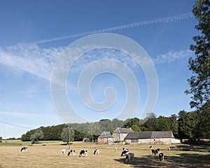 Cows in the north of france near saint-quentin and valenciennes photo