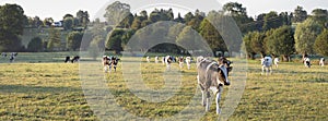 Cows in the north of france near saint-quentin and valenciennes photo