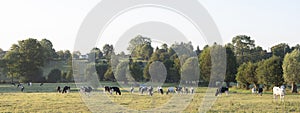 Cows in the north of france near saint-quentin and valenciennes photo