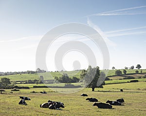 Cows in the north of france near saint-quentin and valenciennes photo