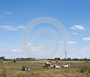 Cows in the north of france near saint-quentin and valenciennes photo