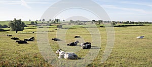 Cows in the north of france near saint-quentin and valenciennes photo