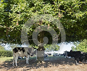 Cows in the north of france near saint-quentin and valenciennes photo