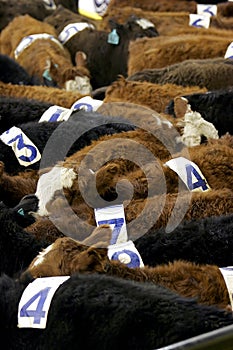 Cows & Numbers photo