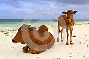 Cows on ocean beach in Zanzibar