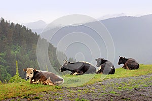 The cows in Omalo village. Tusheti region (Georgia)