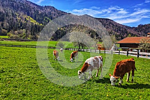 Cows on open grass lot in Bayern countryside