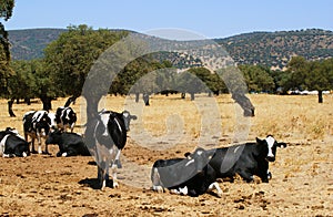 Cows of orange color grazing between holm oaks N