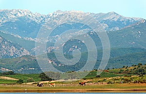 Cows in oriental plain of Corsica