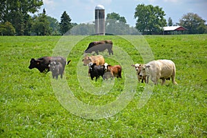 Cows out on the farm field grazing