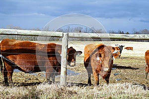 Cows out on the farm field in wintertime. photo