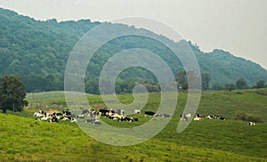 Cows out to pasture