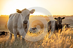 cows in the outback on a farm in australia in summer