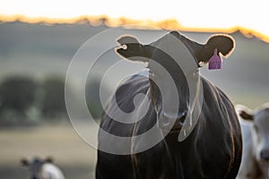 cows in the outback on a farm in australia in summer