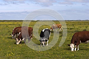 Cows outdoors