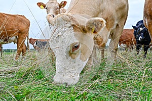 cows outdoors in big field near Orebro Sweden