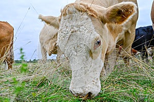 cows outdoors in big field near Orebro Sweden