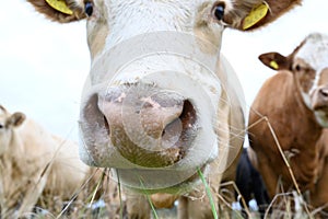 cows outdoors in big field near Orebro Sweden