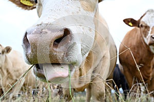 cows outdoors in big field near Orebro Sweden