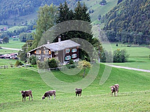 Cows on the outskirts of the Thur river valley