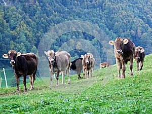 Cows on the outskirts of the Thur river valley