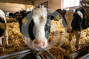 Cows over the feeding table in a farm building