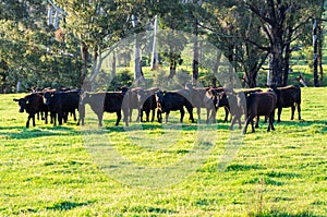 Cows in a paddock near Marysville in rural Victoria, Australia