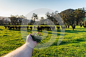 Cows in a paddock near Marysville in rural Victoria, Australia