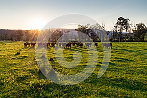 Cows in a paddock near Marysville in rural Victoria, Australia
