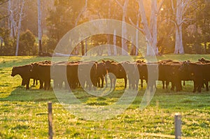 Cows in a paddock near Marysville in rural Victoria, Australia