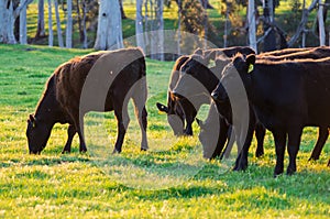 Cows in a paddock near Marysville in rural Victoria, Australia