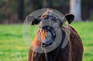 Cows in a paddock near Marysville in rural Victoria, Australia