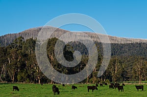 Cows in a paddock near Marysville in rural Victoria, Australia