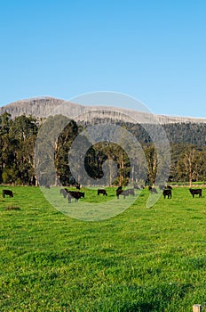 Cows in a paddock near Marysville in rural Victoria, Australia