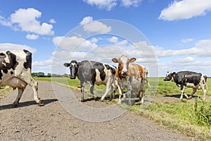 Cows passing a path in a meadow under a blue sky, herd in a row