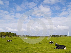 Cows on pasture