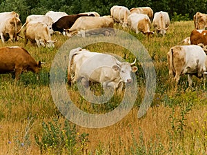 Cows pasture