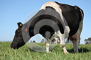 Cows in Pasture photo