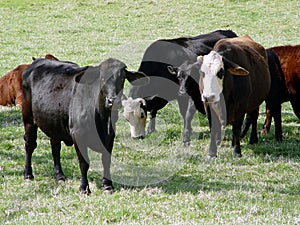 Cows on Pasture