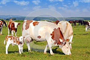 Cows on pasture