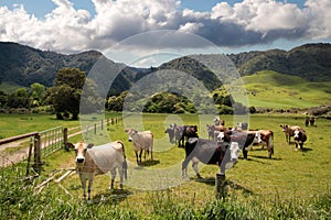 Cows on pasture